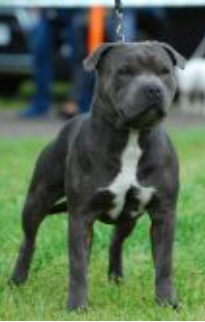 Brave Spirit Neo At Sama Slodycz - Neo (Ch.PL, JCh.LT)