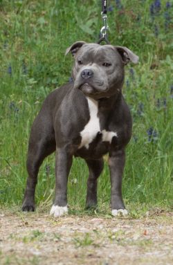 Duffy Sama Slodycz (Ch.RO.JCh.LT)