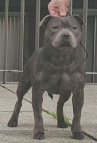 El Doradostaff Miss Sinister - Sasha (JCH.PT)