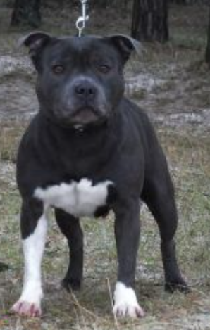 Gracie Princess Sama Slodycz (Ch.HR)