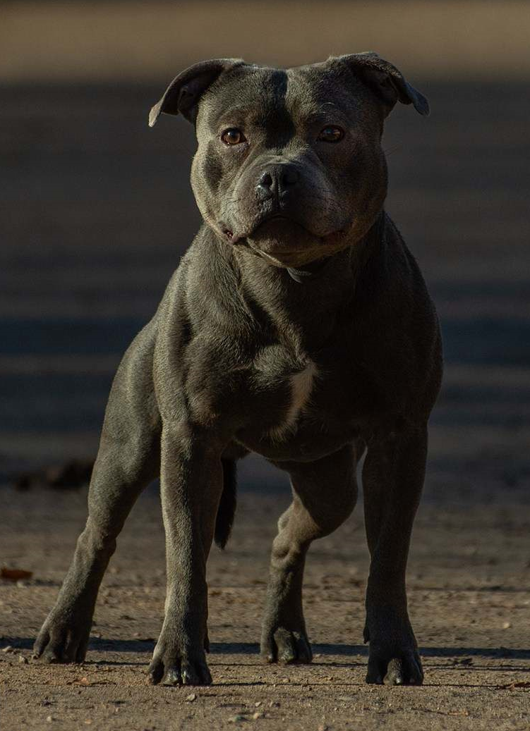Morgan Sama Slodycz
