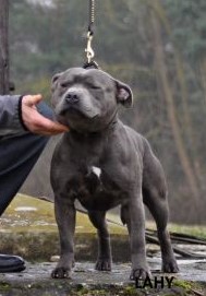 Seraf Blue Angel Fransimo Bohemia (CH.HR,CH.PL,CH. LT, J.CH.HR. JCh.PL. J.Ch.LT)