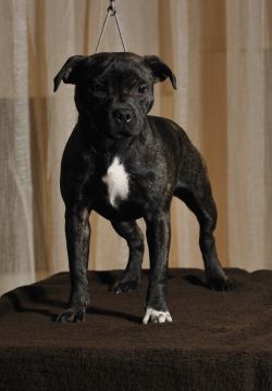 Sunshine Flame Jerba At Sama Slodycz (Interchampion, Ch.RO.PL.LT,JCh.PL)