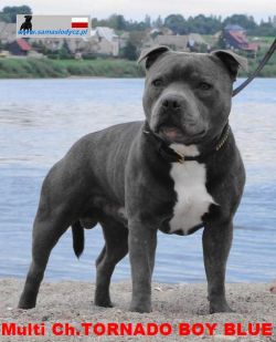 Tornado Boy Blue - T-Boy (HR PL LT SLO Ch.)
