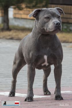 Venessa Sama Slodycz