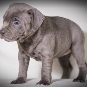 Black Staffy Puppy (SA Bloodlines)