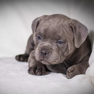Black Staffy Puppy (Imported CH Bloodlines)