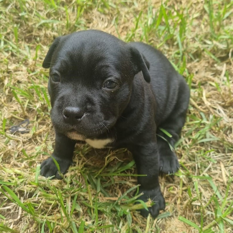 Available litter February 2023 (Sasha-Bouke & Issabela-Bouke)