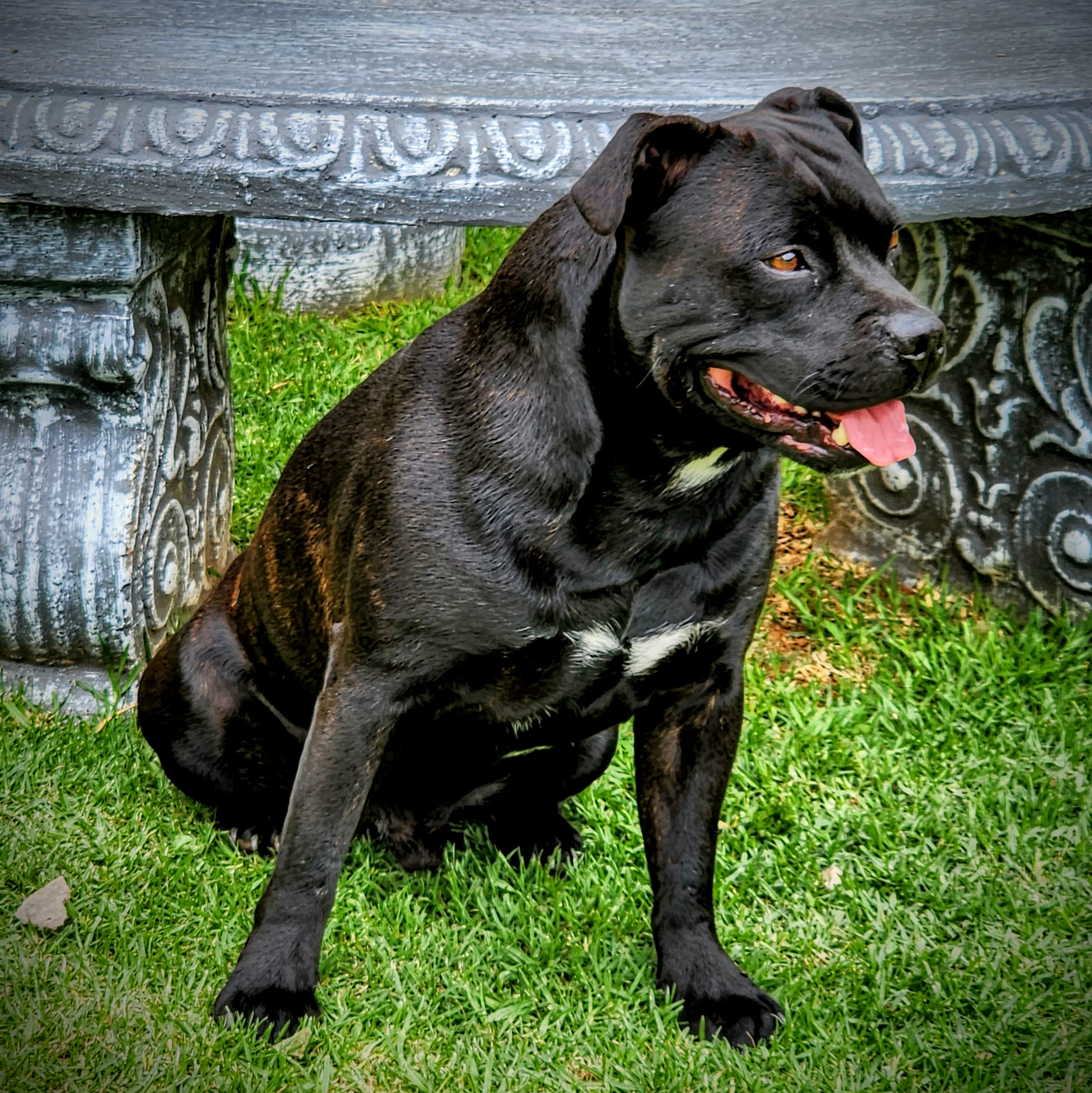 Sir Bouke of Toroperro