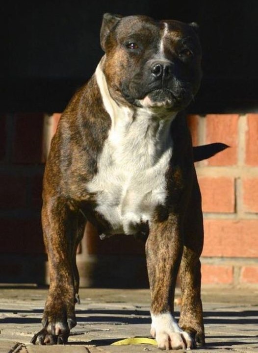 Blaize "Bree" of Toroperro