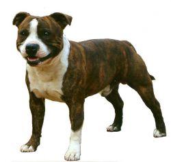 What you need to know about your pet’s skin and ear conditions by Virbac