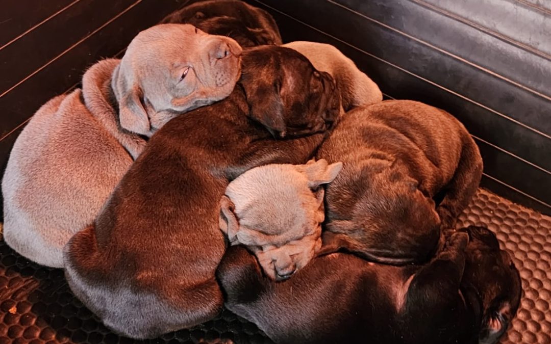 Available litter 25 May 2023 Rachel (dam) & Bouke (sire)