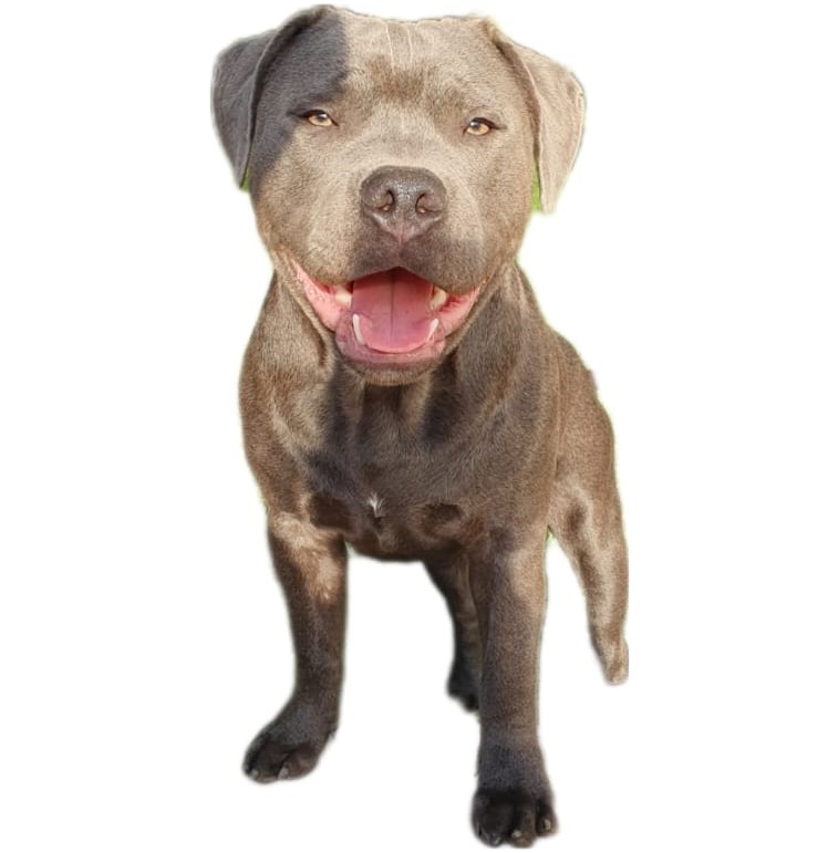 conan 7 months blue staffy square