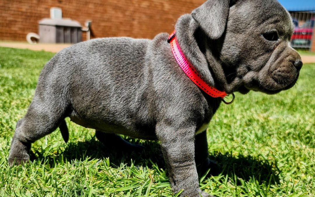 Pre-bookings Blue & Black Staffies Puppy Litters for 2026