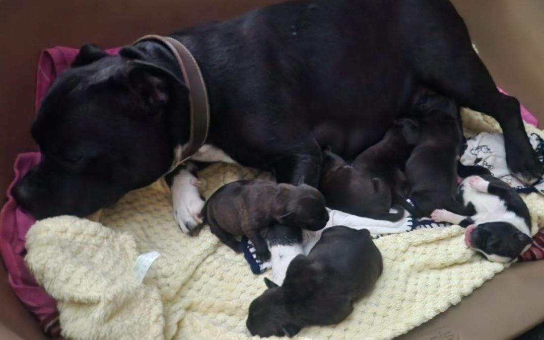(All Sold) 7 Puppy Born & Available born 16 Dec 2025